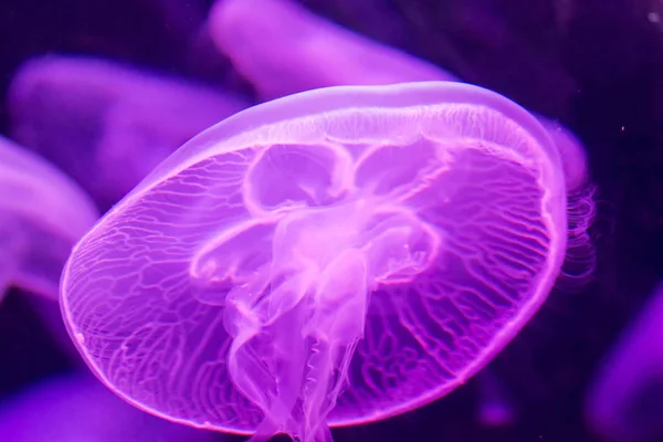 Mořský medúz Aurelia aurita fialová průsvitná barva a tmavá — Stock fotografie