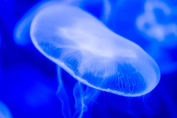Mořský medúz Aurelia aurita modrá průsvitná barva a tmavá ba — Stock fotografie