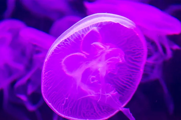 Mořský medúz Aurelia aurita fialová průsvitná barva a tmavá — Stock fotografie