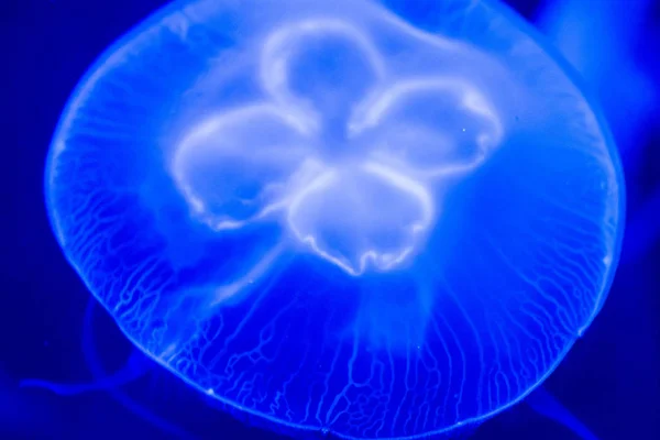 Medusas de luna Aurelia aurita azul translúcido color y ba oscuro —  Fotos de Stock