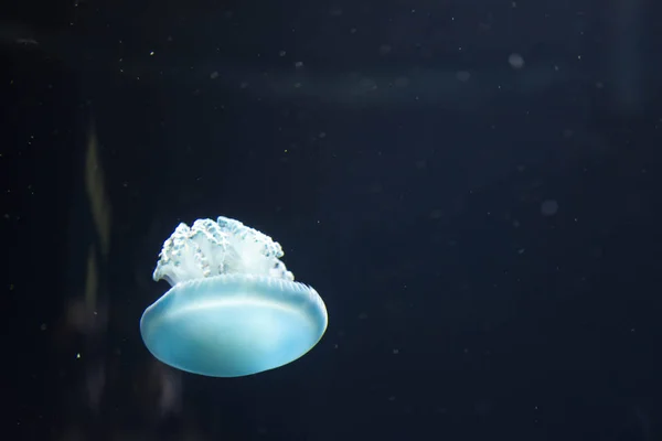 Zamknij się makra pozioma pełna długość obraz breede jellyfis — Zdjęcie stockowe