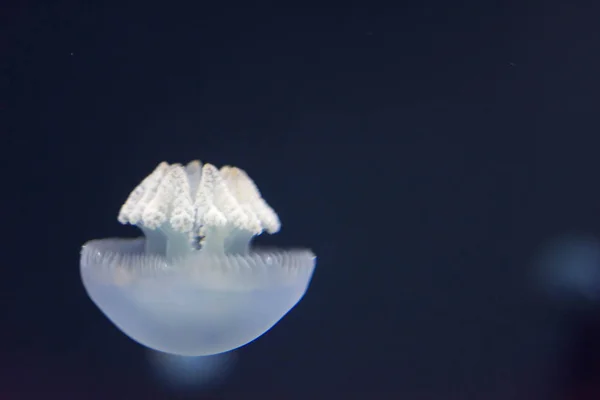 Close up macro Horizontal Full length image of a breede jellyfis — Stock Photo, Image