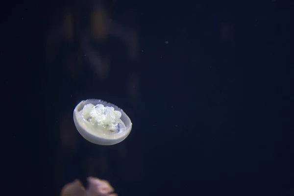 Close up macro Horizontal Full length image of a breede jellyfis — Stock Photo, Image