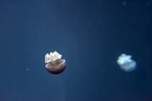 Close up Full length image of a breede jellyfish brown color and — Stock Photo, Image