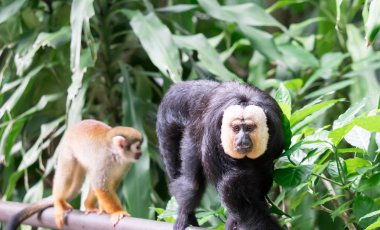Beyaz yüzlü / Guianan saki maymunu (Pithecia pithecia)