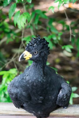 Male Bare-faced Curassow, Crax Fasciolata, close-up portrait, it