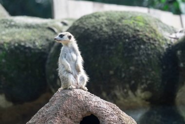 Vahşi doğada kayanın üzerinde duran meraklı mirket