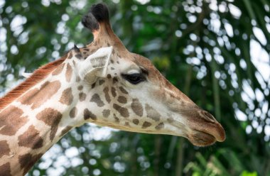 Yeşil yeşilliklere ve mavi gökyüzüne karşı bir zürafanın önü.