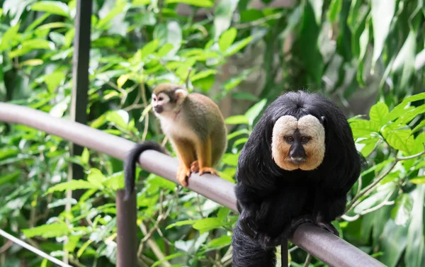 White-faced / Guianan saki monkey (Pithecia pithecia ) — стоковое фото