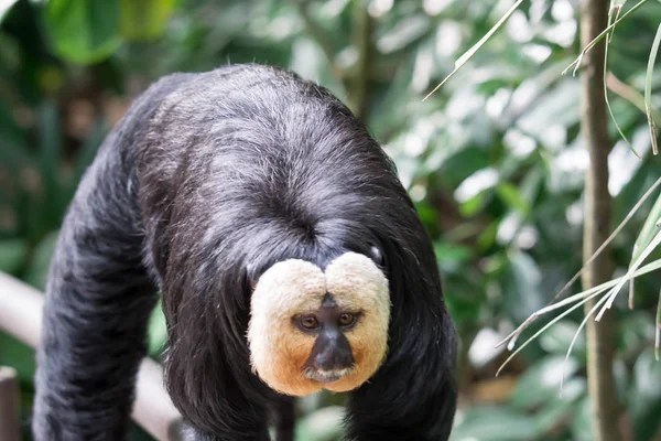 White-faced/Guianan saki monkey (Pithecia pithecia) — 图库照片