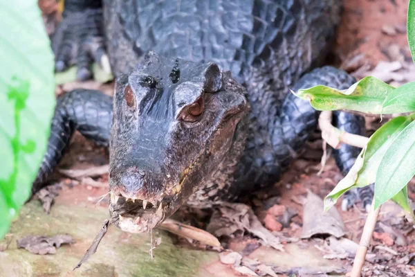 Африканский карликовый крокодил, широкорылый костлявый крокодил, Остеолем — стоковое фото