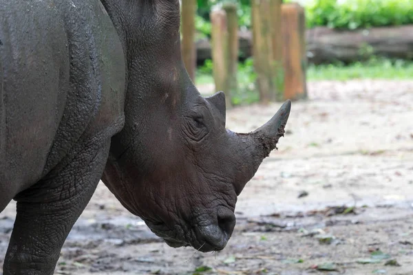 Rinoceronte bianco, Diceros simus, singolo colpo alla testa di mammifero — Foto Stock