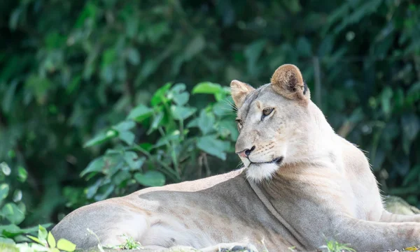 Samica lwa afrykańskiego lub lwicy afrykańskiej (Panthera leo) spoczywająca na szczycie — Zdjęcie stockowe