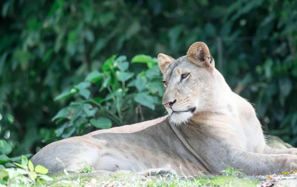 León africano femenino o leona (Panthera leo) descansando sobre — Foto de Stock