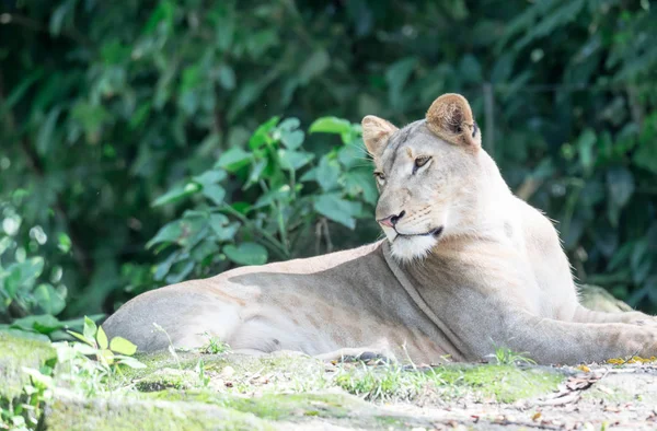 Женщина-африканский лев или львица (Panthera leo) отдыхает на вершине — стоковое фото