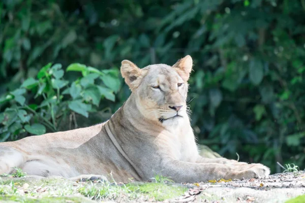 Женщина-африканский лев или львица (Panthera leo) отдыхает на вершине — стоковое фото