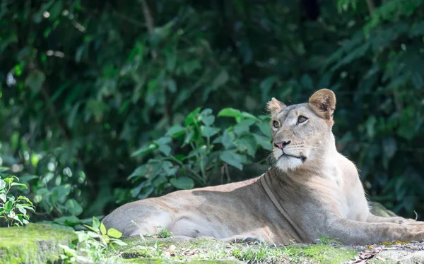 Samica lwa afrykańskiego lub lwicy afrykańskiej (Panthera leo) spoczywająca na szczycie — Zdjęcie stockowe