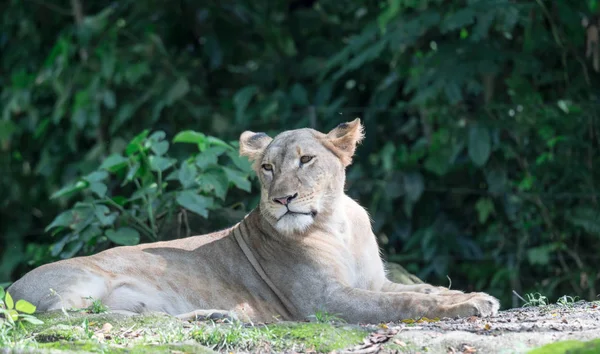 Женщина-африканский лев или львица (Panthera leo) отдыхает на вершине — стоковое фото