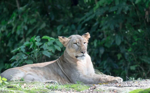 Samica lwa afrykańskiego lub lwicy afrykańskiej (Panthera leo) spoczywająca na szczycie — Zdjęcie stockowe