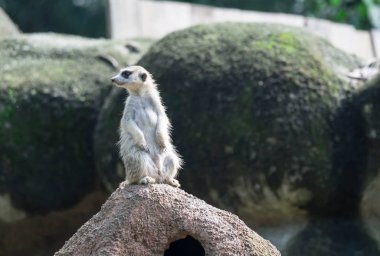 Vahşi doğada kayanın üzerinde duran meraklı mirket