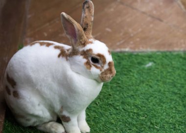 Yaz günü yeşil çimlerin üzerinde küçük bir tavşan. Sevimli beyaz tavşan.