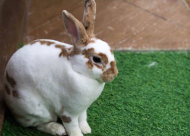 Yaz günü yeşil çimlerin üzerinde küçük bir tavşan. Sevimli beyaz tavşan.