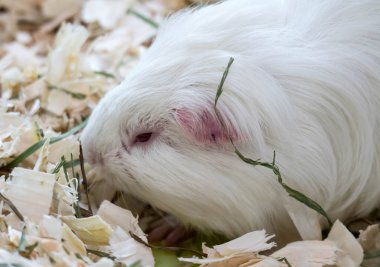 Yemek yerken küçük sevimli kobay faresi. carvia porcellus.