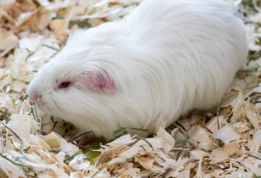 Yemek yerken küçük sevimli kobay faresi. carvia porcellus.