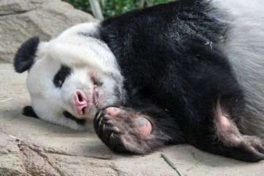Uyuyan dev bir panda. Dev panda uyuyor Durin.