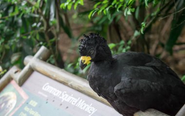 Male Bare-faced Curassow, Crax Fasciolata, close-up portrait, it