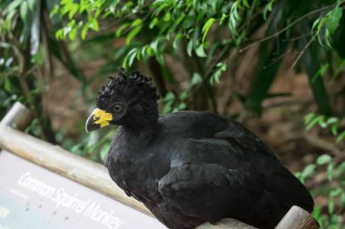 Male Bare-faced Curassow, Crax Fasciolata, close-up portrait, it