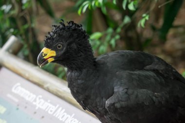 Male Bare-faced Curassow, Crax Fasciolata, close-up portrait, it