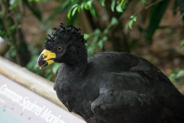 Male Bare-faced Curassow, Crax Fasciolata, close-up portrait, it