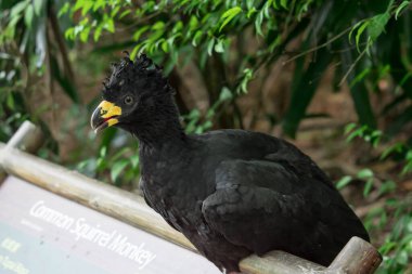 Male Bare-faced Curassow, Crax Fasciolata, close-up portrait, it