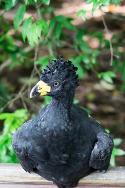 Male Bare-faced Curassow, Crax Fasciolata, close-up portrait, it