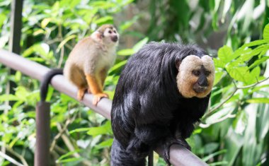 Beyaz yüzlü / Guianan saki maymunu (Pithecia pithecia)