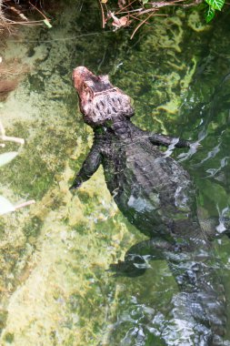 Afrika cüce timsahı, geniş burunlu, kemikli timsah, Osteolaem