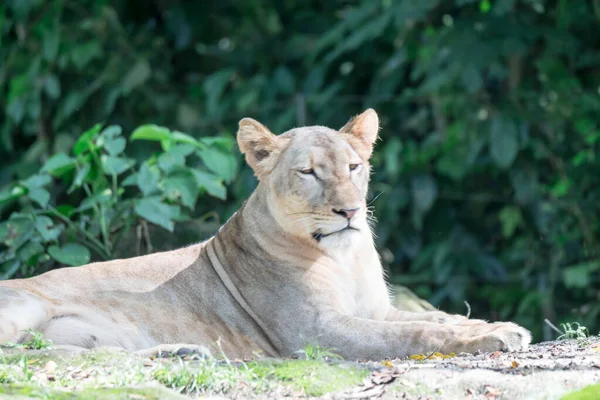 Samica lwa afrykańskiego lub lwicy afrykańskiej (Panthera leo) spoczywająca na szczycie — Zdjęcie stockowe