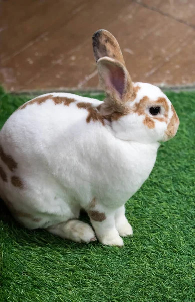 Little rabbit on green grass in summer day. Cute white rabbit wi — Stock Photo, Image