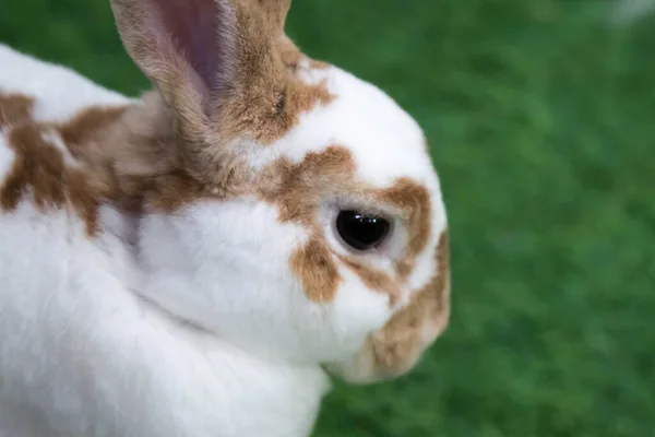 Little rabbit on green grass in summer day. Cute white rabbit wi