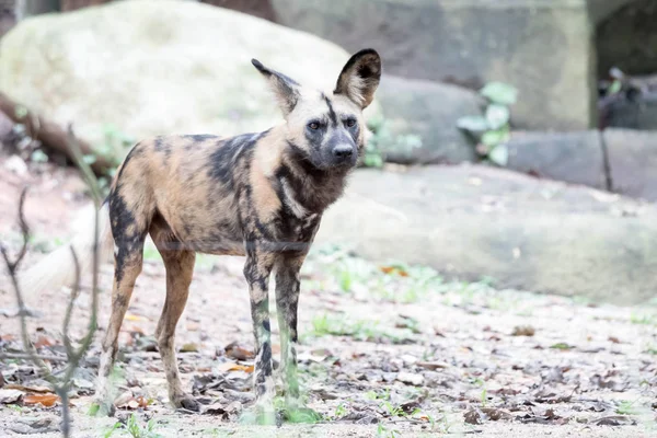 African Wild Dog in the Bush and Game Reserves. African painted