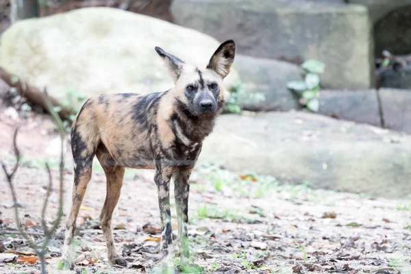 African Wild Dog in the Bush and Game Reserves. African painted