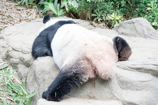 Śpiący olbrzymi miś panda. Gigantyczny niedźwiedź panda zasypia durin — Zdjęcie stockowe