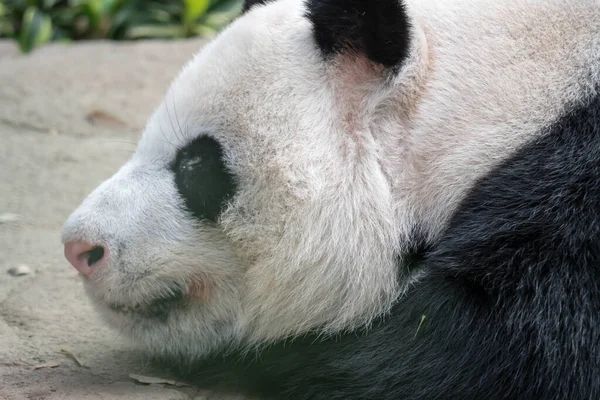 Un oso panda gigante dormido. Oso panda gigante se duerme durin — Foto de Stock