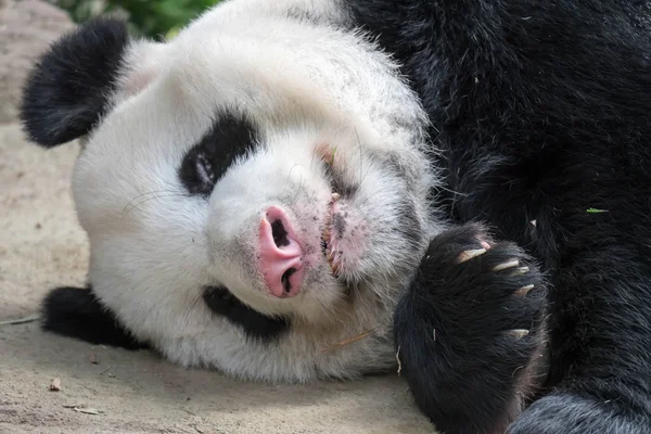 A sleeping giant panda bear. Giant panda bear falls asleep durin