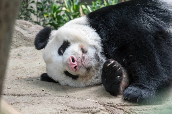 Спящий гигантский панда медведь. Гигантский панда медведь засыпает Durin — стоковое фото