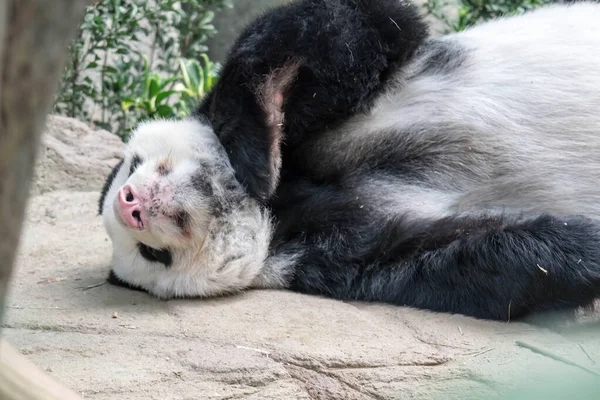 Un oso panda gigante dormido. Oso panda gigante se duerme durin — Foto de Stock