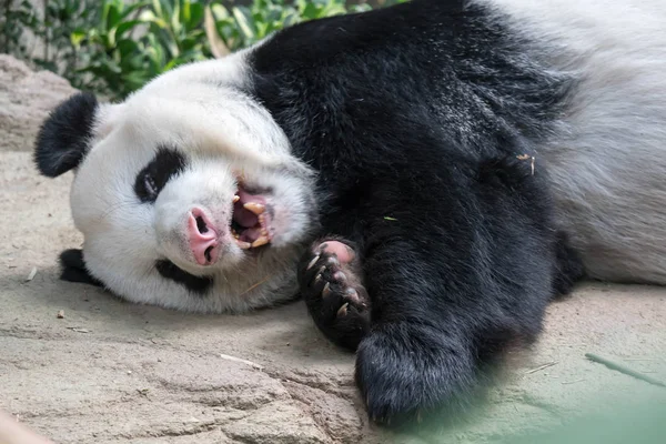 A sleeping giant panda bear. Giant panda bear falls asleep durin