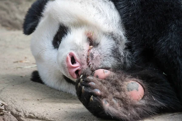 Un oso panda gigante dormido. Oso panda gigante se duerme durin — Foto de Stock