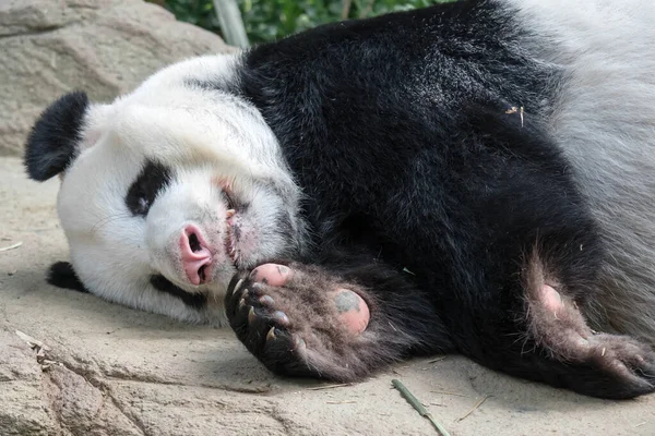 A sleeping giant panda bear. Giant panda bear falls asleep durin
